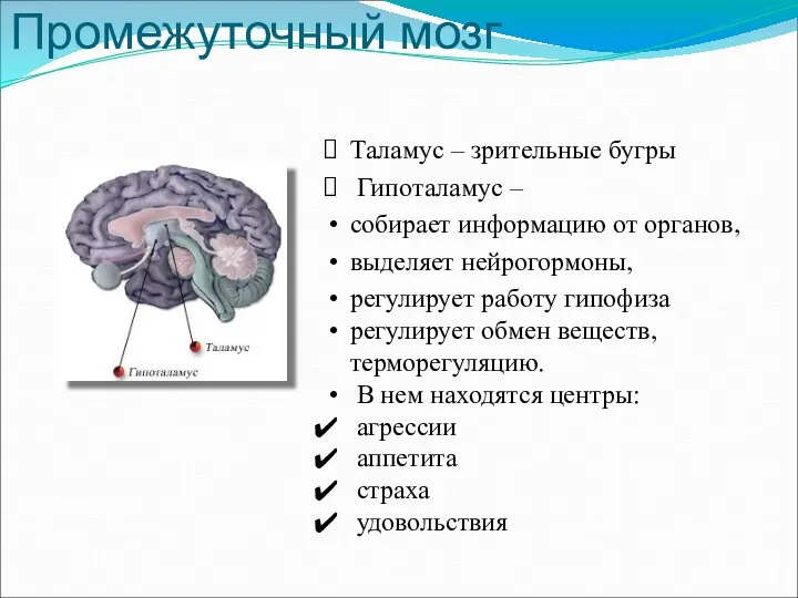 Промежуточный мозг Таламус – зрительные бугры Гипоталамус – собирает информацию от органов,