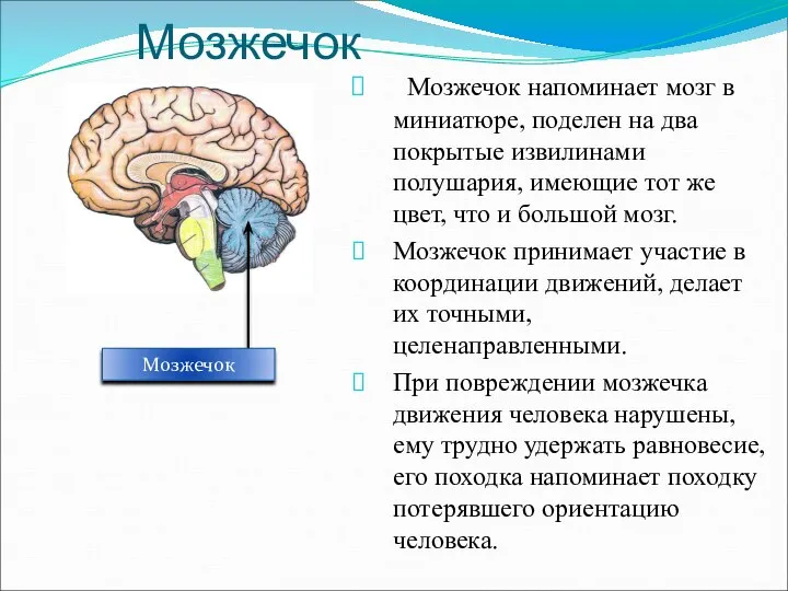 Мозжечок Мозжечок Мозжечок напоминает мозг в миниатюре, поделен на два покрытые извилинами