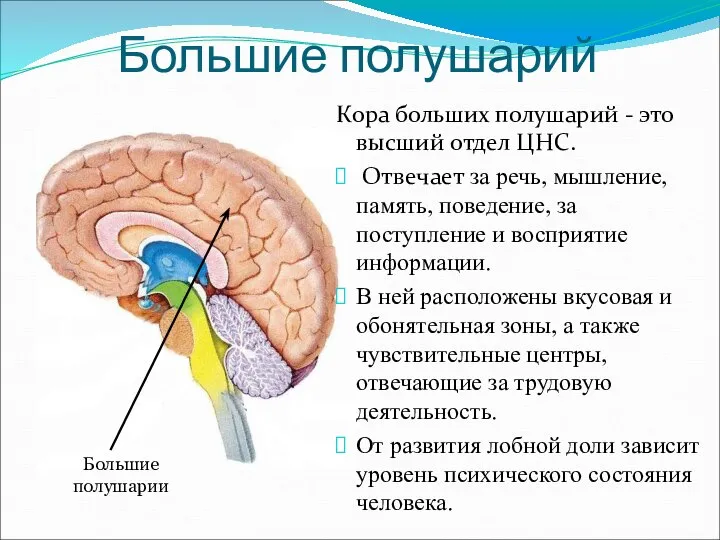 Большие полушарий Кора больших полушарий - это высший отдел ЦНС. Отвечает за