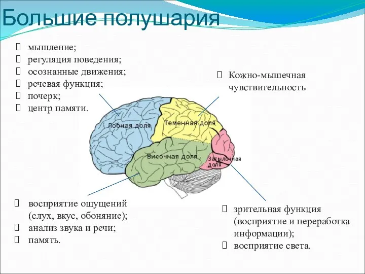 Большие полушария мышление; регуляция поведения; осознанные движения; речевая функция; почерк; центр памяти.