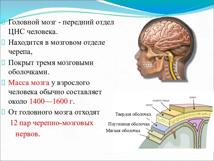 Головной мозг - передний отдел ЦНС человека. Находится в мозговом отделе черепа,