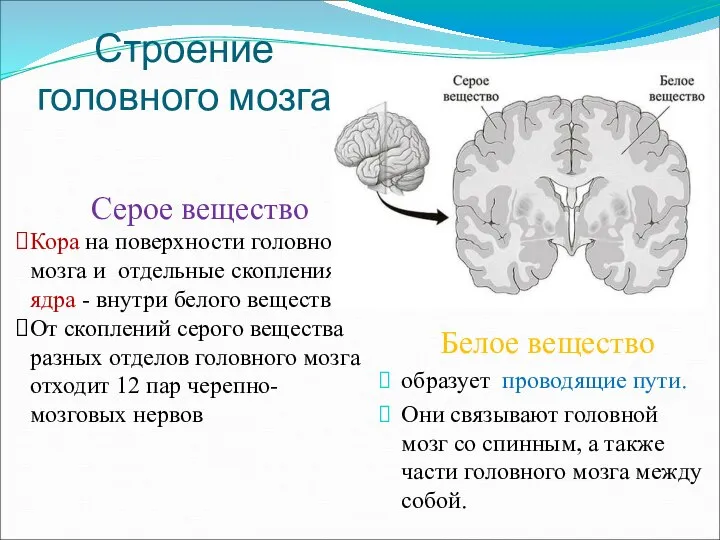 Строение головного мозга Белое вещество образует проводящие пути. Они связывают головной мозг