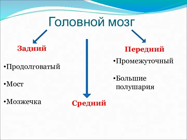 Головной мозг Задний Средний Передний Продолговатый Мост Мозжечка Промежуточный Большие полушария