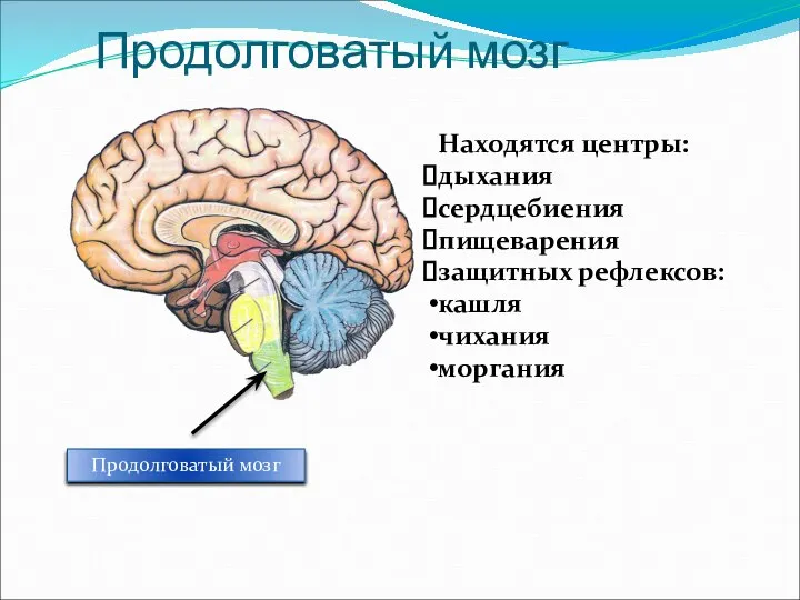 Продолговатый мозг Продолговатый мозг Находятся центры: дыхания сердцебиения пищеварения защитных рефлексов: кашля чихания моргания