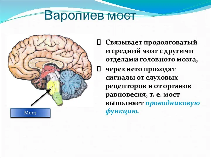 Варолиев мост Мост Связывает продолговатый и средний мозг с другими отделами головного