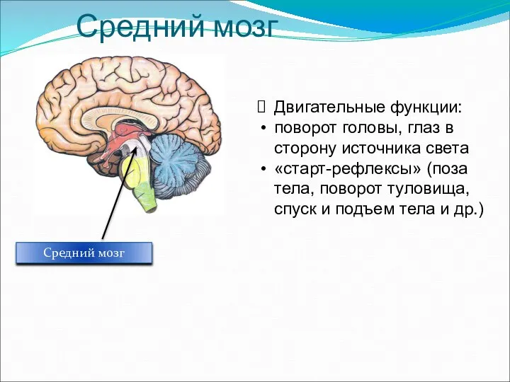 Средний мозг Средний мозг Двигательные функции: поворот головы, глаз в сторону источника