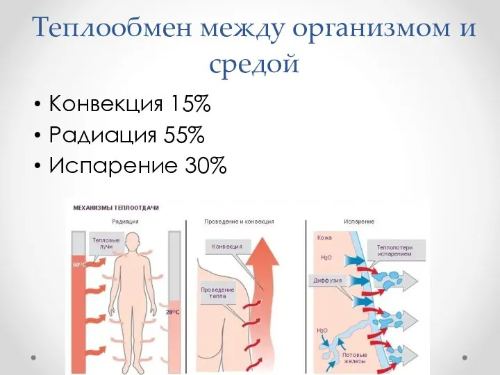 Теплообмен между организмом и средой Конвекция 15% Радиация 55% Испарение 30%