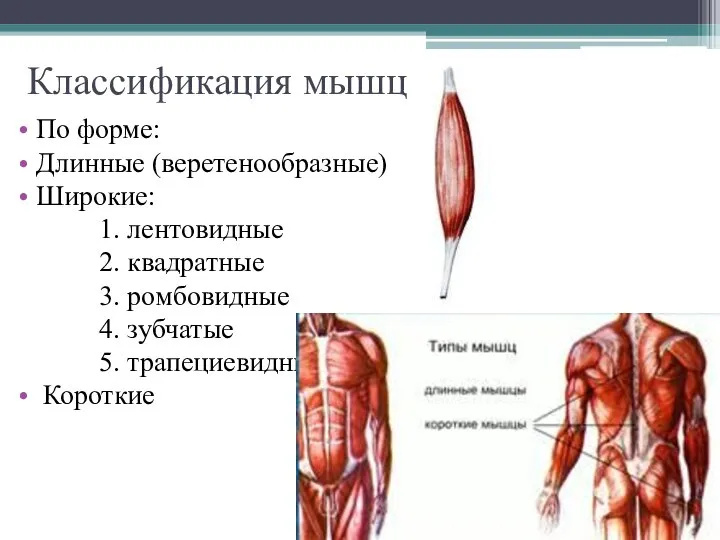 Классификация мышц По форме: Длинные (веретенообразные) Широкие: 1. лентовидные 2. квадратные 3.