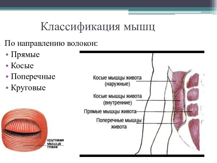 Классификация мышц По направлению волокон: Прямые Косые Поперечные Круговые