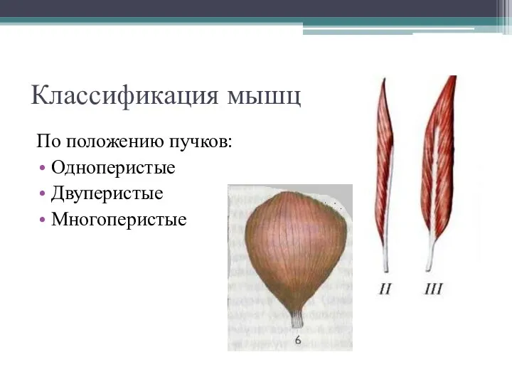 Классификация мышц По положению пучков: Одноперистые Двуперистые Многоперистые