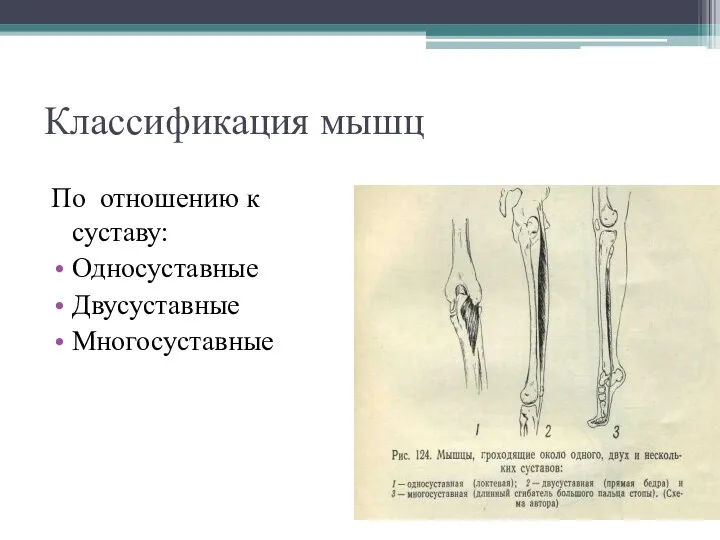 Классификация мышц По отношению к суставу: Односуставные Двусуставные Многосуставные