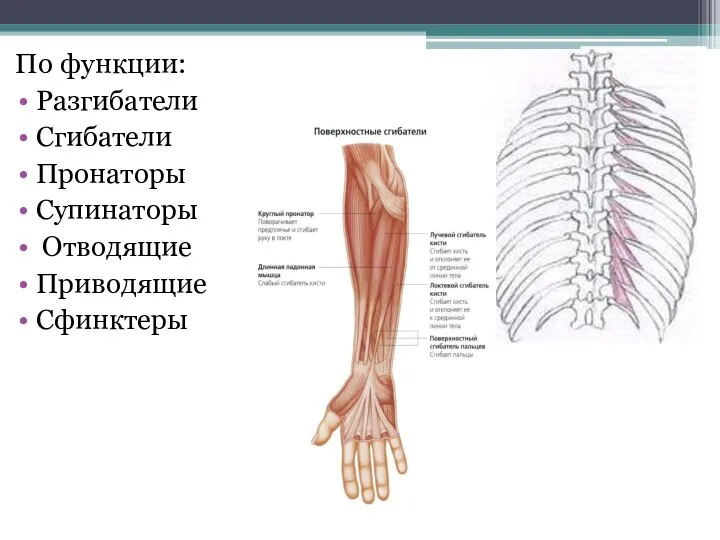 По функции: Разгибатели Сгибатели Пронаторы Супинаторы Отводящие Приводящие Сфинктеры
