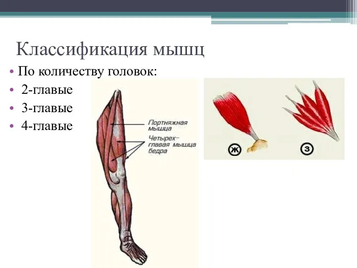 Классификация мышц По количеству головок: 2-главые 3-главые 4-главые