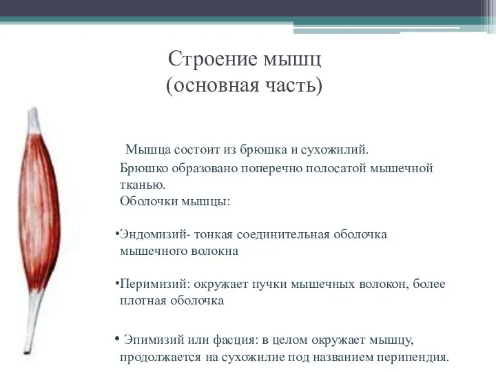 Строение мышц (основная часть) Мышца состоит из брюшка и сухожилий. Брюшко образовано