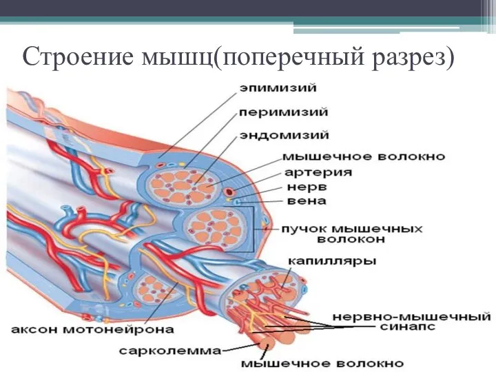 Строение мышц(поперечный разрез)