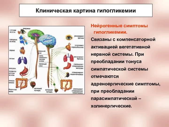 Клиническая картина гипогликемии Нейрогенные симптомы гипогликемии. Связаны с компенсаторной активацией вегетативной нервной