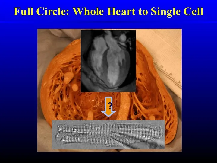 Full Circle: Whole Heart to Single Cell ?