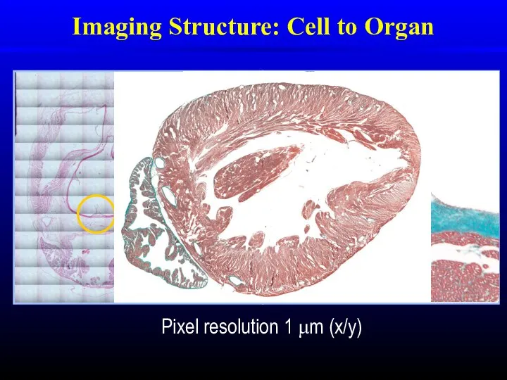 Imaging Structure: Cell to Organ Pixel resolution 1 μm (x/y)