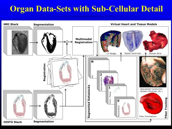 Organ Data-Sets with Sub-Cellular Detail