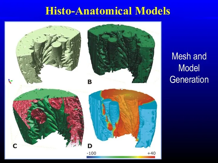 Histo-Anatomical Models Mesh and Model Generation