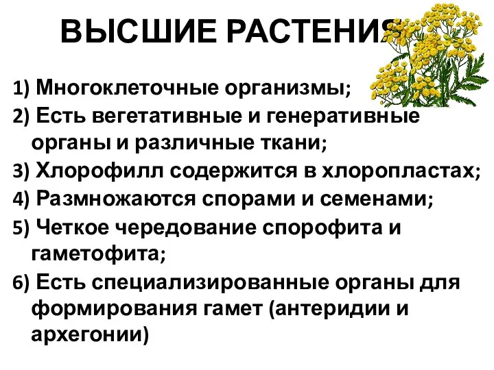 ВЫСШИЕ РАСТЕНИЯ 1) Многоклеточные организмы; 2) Есть вегетативные и генеративные органы и