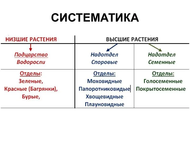 СИСТЕМАТИКА