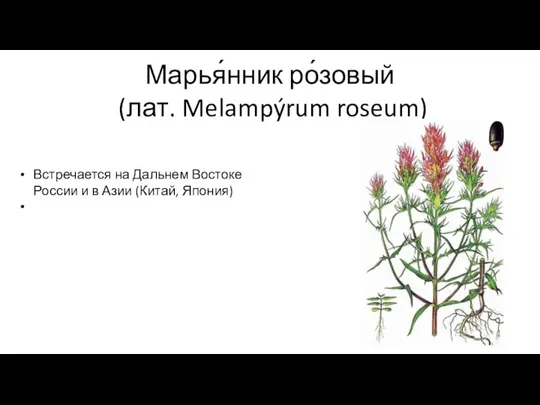 Марья́нник ро́зовый (лат. Melampýrum roseum) Встречается на Дальнем Востоке России и в Азии (Китай, Япония)
