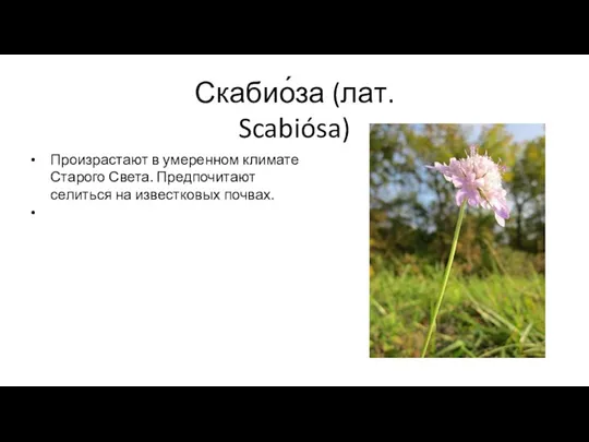 Скабио́за (лат. Scabiósa) Произрастают в умеренном климате Старого Света. Предпочитают селиться на известковых почвах.