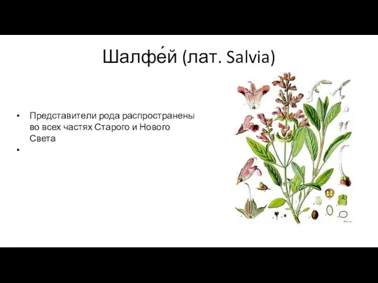 Шалфе́й (лат. Salvia) Представители рода распространены во всех частях Старого и Нового Света