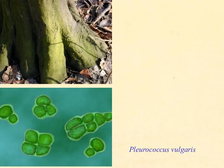 Pleurococcus vulgaris