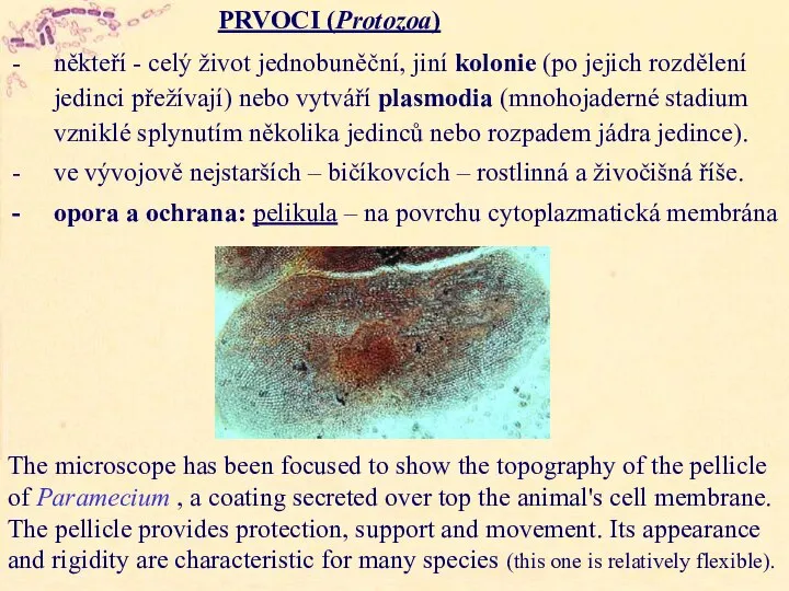 PRVOCI (Protozoa) někteří - celý život jednobuněční, jiní kolonie (po jejich rozdělení