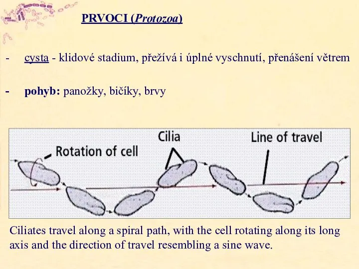 PRVOCI (Protozoa) cysta - klidové stadium, přežívá i úplné vyschnutí, přenášení větrem