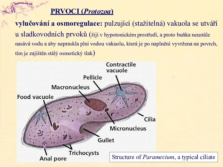 PRVOCI (Protozoa) vylučování a osmoregulace: pulzující (stažitelná) vakuola se utváří u sladkovodních