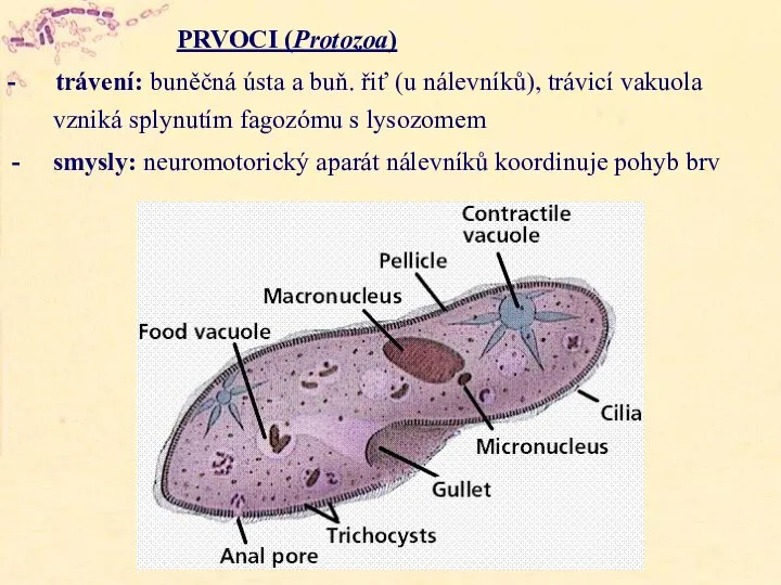 PRVOCI (Protozoa) - trávení: buněčná ústa a buň. řiť (u nálevníků), trávicí