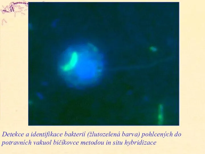 Detekce a identifikace bakterií (žlutozelená barva) pohlcených do potravních vakuol bičíkovce metodou in situ hybridizace