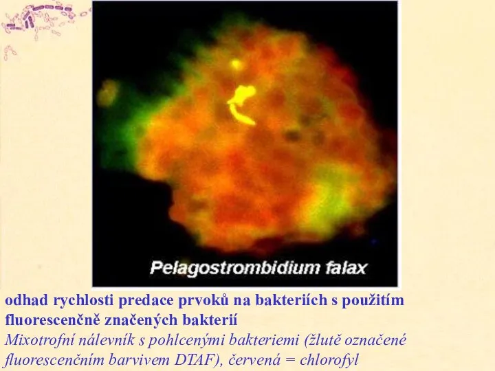 odhad rychlosti predace prvoků na bakteriích s použitím fluorescenčně značených bakterií Mixotrofní