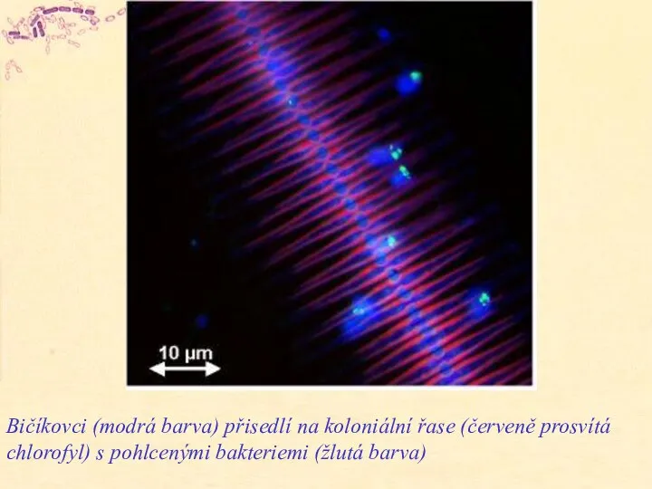 Bičíkovci (modrá barva) přisedlí na koloniální řase (červeně prosvítá chlorofyl) s pohlcenými bakteriemi (žlutá barva)