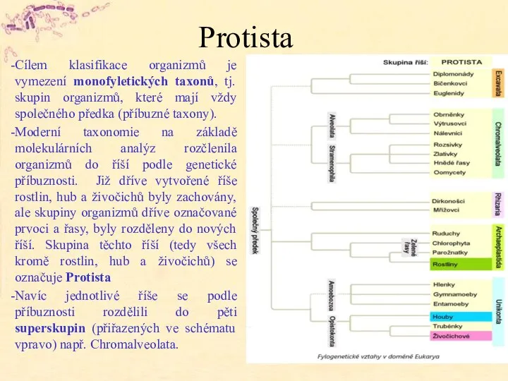 Protista Cílem klasifikace organizmů je vymezení monofyletických taxonů, tj. skupin organizmů, které