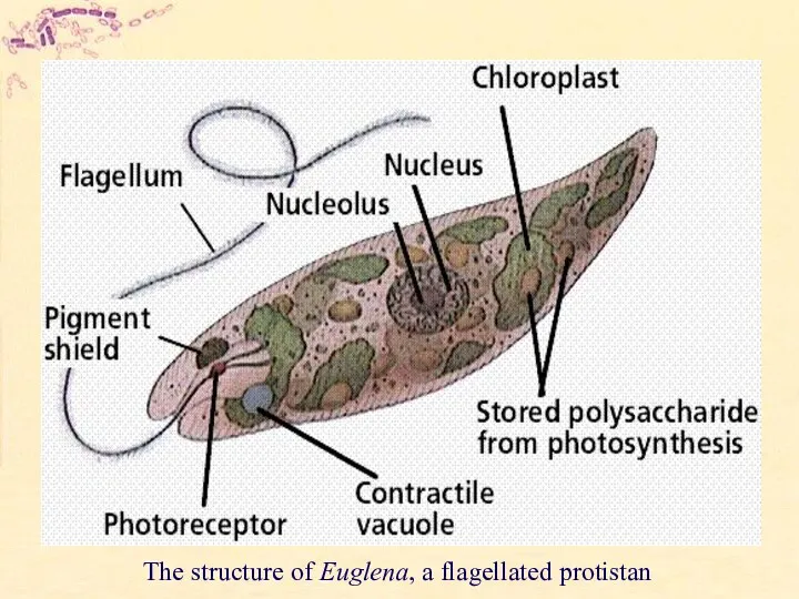The structure of Euglena, a flagellated protistan