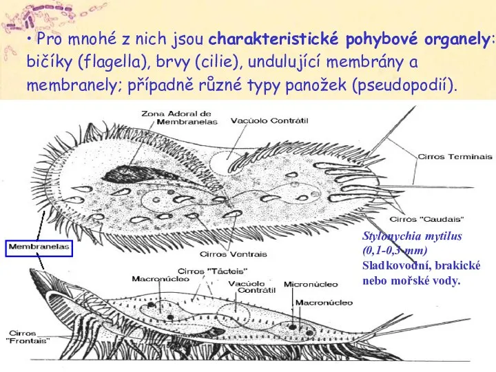 Stylonychia mytilus (0,1-0,3 mm) Sladkovodní, brakické nebo mořské vody. • Pro mnohé