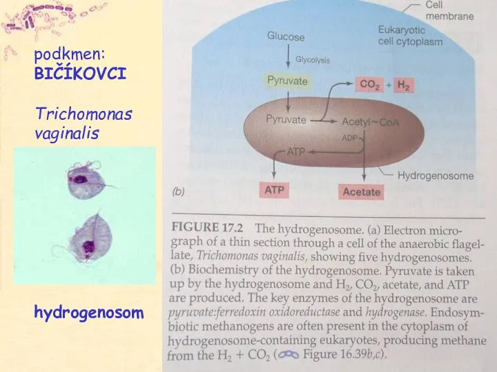 podkmen: BIČÍKOVCI Trichomonas vaginalis hydrogenosom