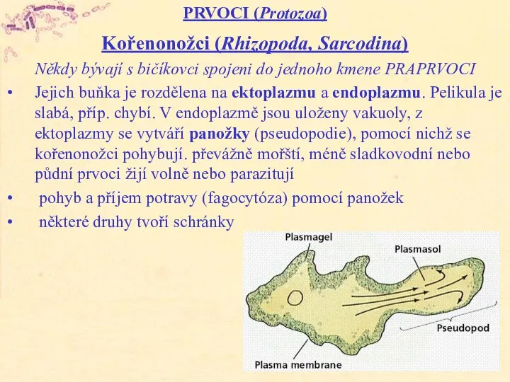 PRVOCI (Protozoa) Kořenonožci (Rhizopoda, Sarcodina) Někdy bývají s bičíkovci spojeni do jednoho