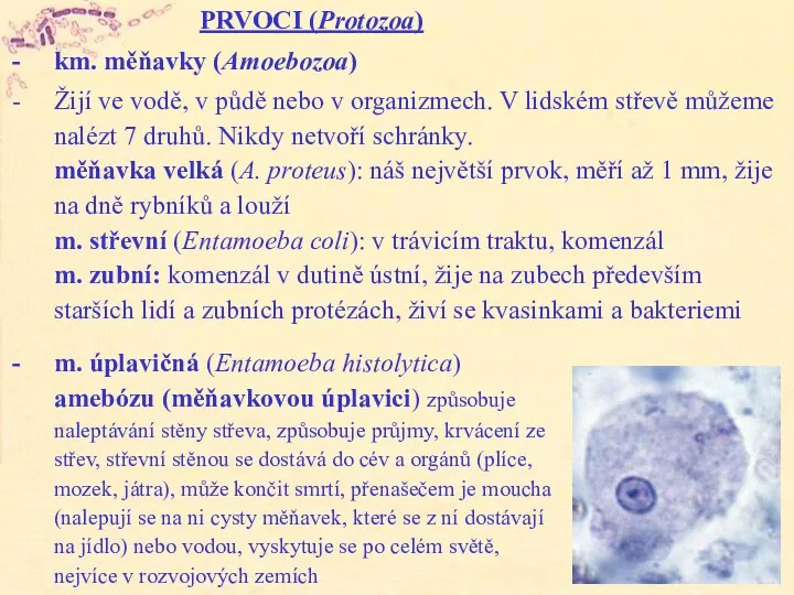 PRVOCI (Protozoa) km. měňavky (Amoebozoa) Žijí ve vodě, v půdě nebo v