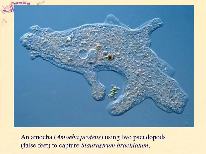 An amoeba (Amoeba proteus) using two pseudopods (false feet) to capture Staurastrum brachiatum.