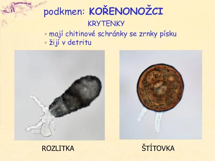 podkmen: KOŘENONOŽCI mají chitinové schránky se zrnky písku žijí v detritu KRYTENKY ŠTÍTOVKA ROZLITKA