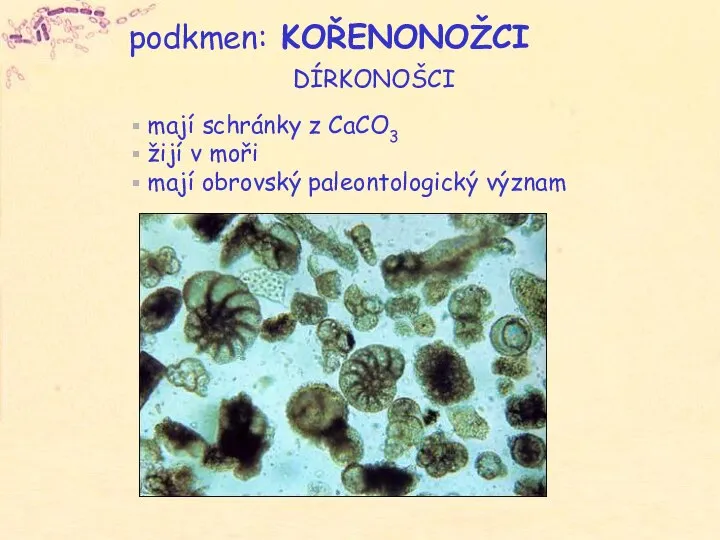 podkmen: KOŘENONOŽCI mají schránky z CaCO3 žijí v moři mají obrovský paleontologický význam DÍRKONOŠCI