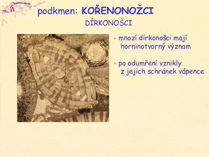 podkmen: KOŘENONOŽCI DÍRKONOŠCI mnozí dírkonošci mají horninotvorný význam po odumření vznikly z jejich schránek vápence