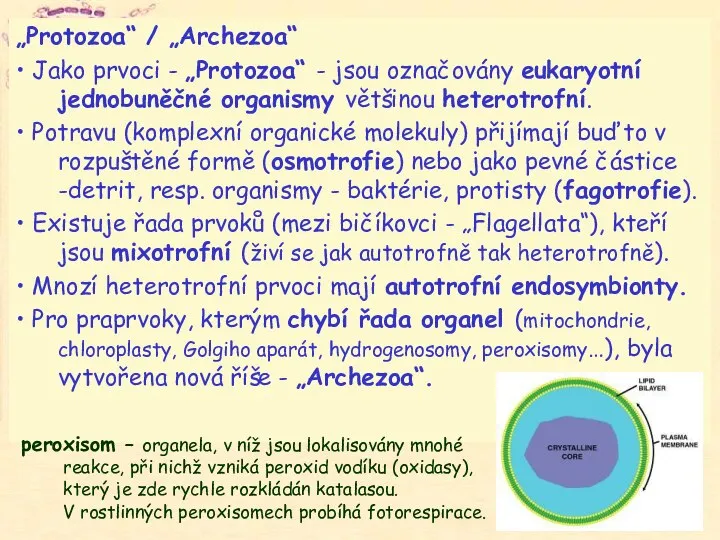 „Protozoa“ / „Archezoa“ • Jako prvoci - „Protozoa“ - jsou označovány eukaryotní