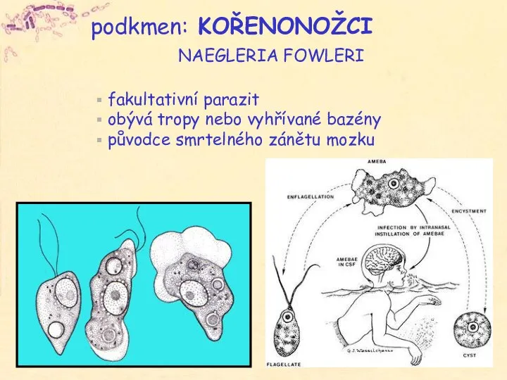 podkmen: KOŘENONOŽCI fakultativní parazit obývá tropy nebo vyhřívané bazény původce smrtelného zánětu mozku NAEGLERIA FOWLERI