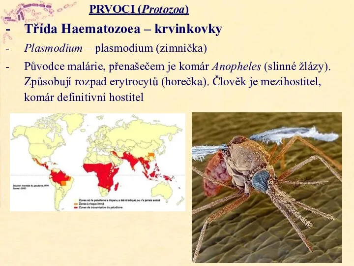 PRVOCI (Protozoa) Třída Haematozoea – krvinkovky Plasmodium – plasmodium (zimnička) Původce malárie,